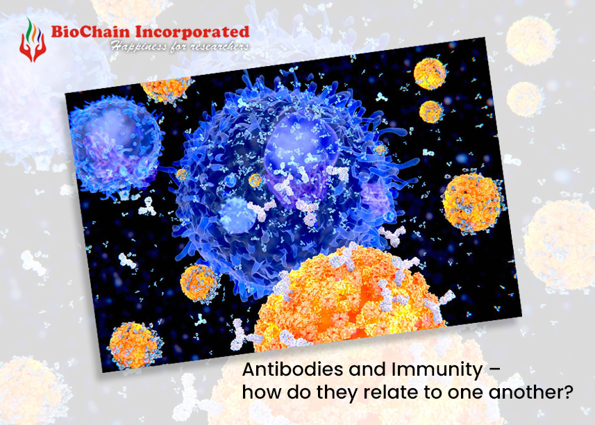 Antibodies and Immunity – how do they relate to one another?