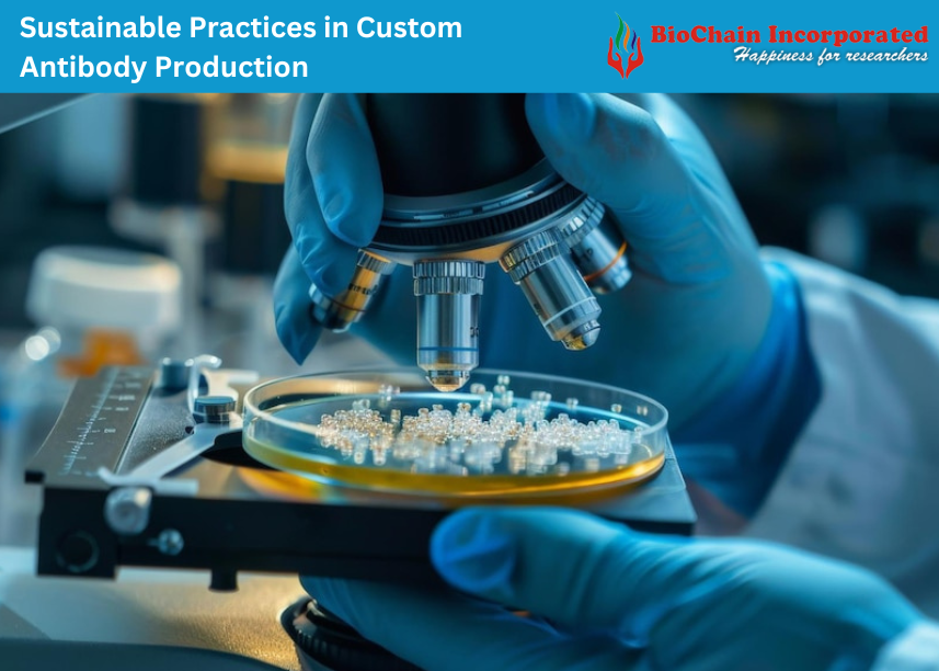 Sustainable Practices in Custom Antibody Production