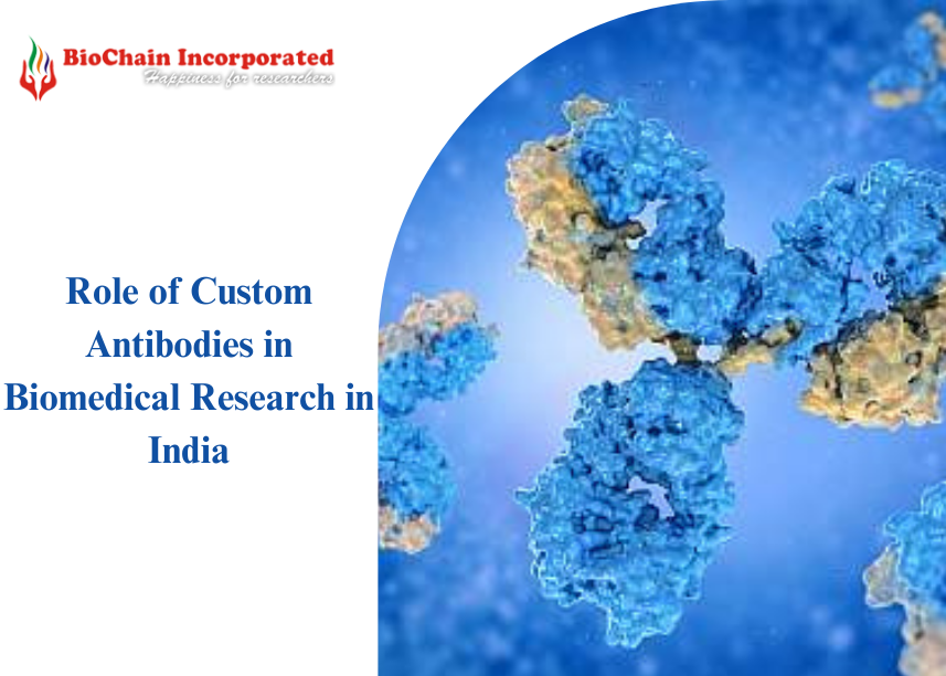 Role of Custom Antibodies in Biomedical Research in India