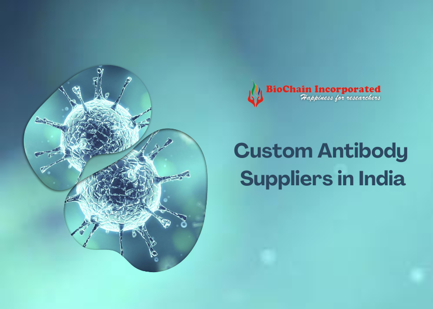 Custom Antibody Suppliers in India