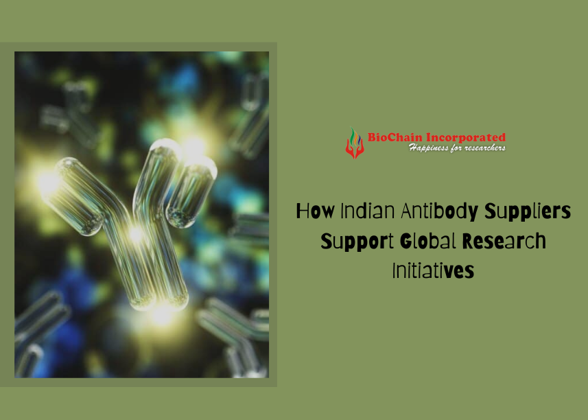 How Indian Antibody Suppliers Support Global Research Initiatives